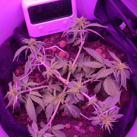 Sabzi growlog timeline photo