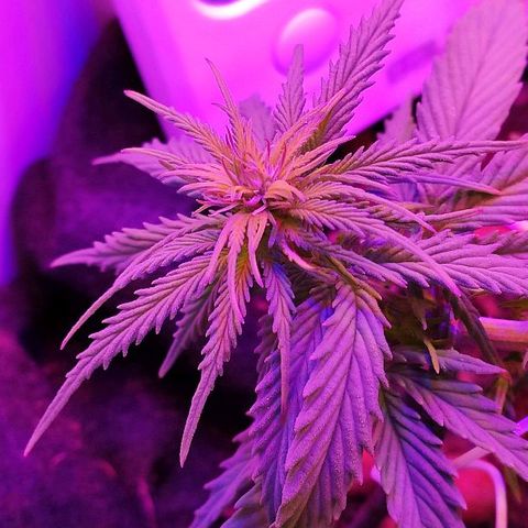Sabzi growlog timeline photo