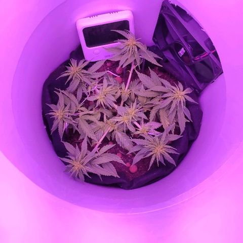 Sabzi growlog timeline photo