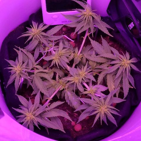 Sabzi growlog timeline photo