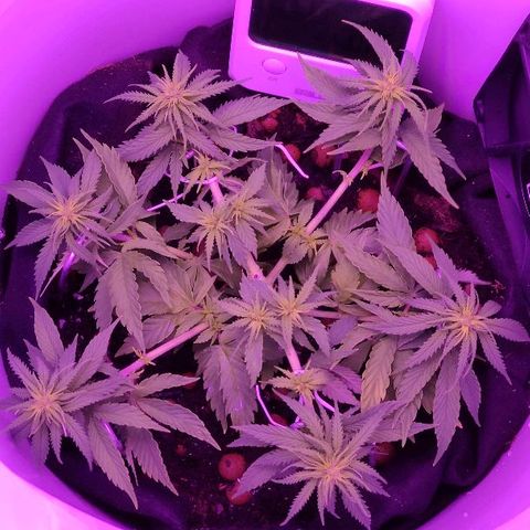 Sabzi growlog timeline photo
