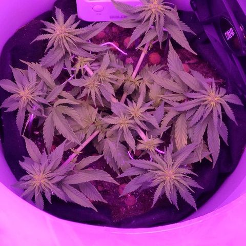 Sabzi growlog timeline photo