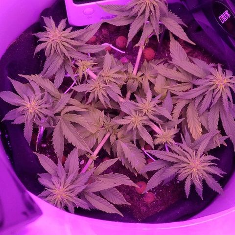 Sabzi growlog timeline photo