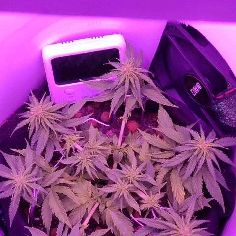 Sabzi growlog timeline photo
