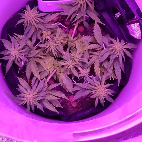 Sabzi growlog timeline photo