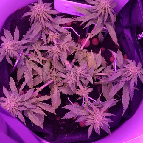 Sabzi growlog timeline photo