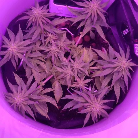 Sabzi growlog timeline photo