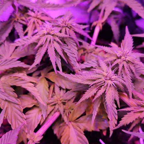 Sabzi growlog timeline photo