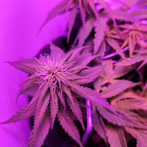 Sabzi growlog timeline photo