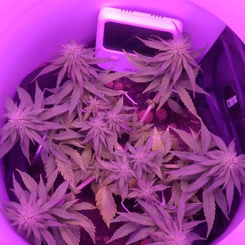 Sabzi growlog timeline photo