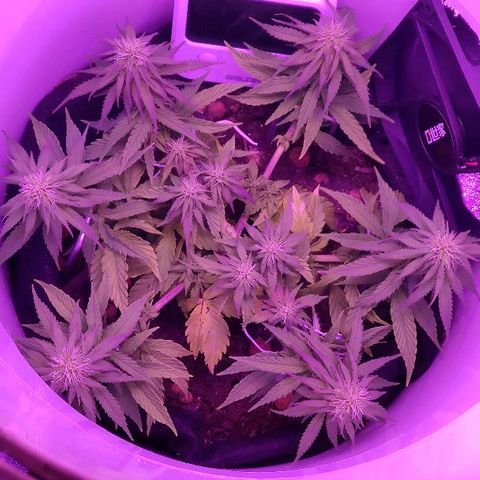 Sabzi growlog timeline photo