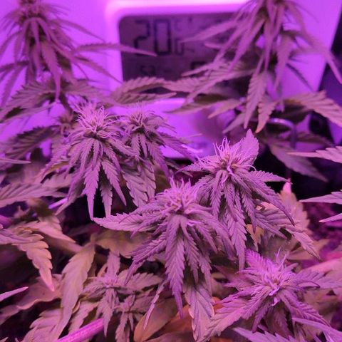Sabzi growlog timeline photo