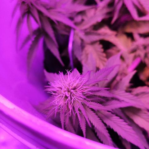 Sabzi growlog timeline photo