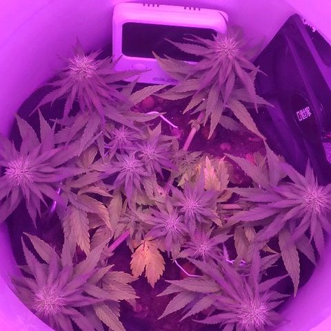Sabzi growlog timeline photo