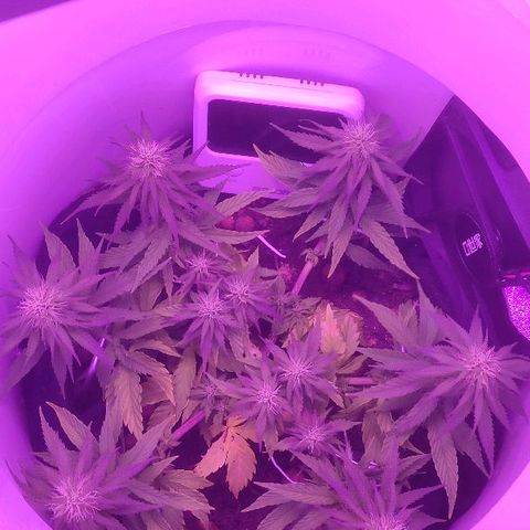 Sabzi growlog timeline photo
