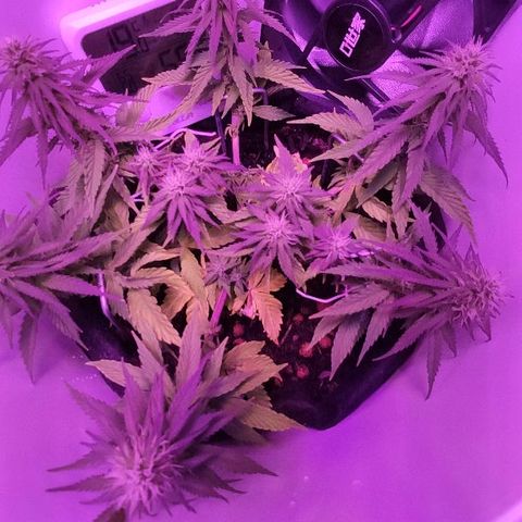 Sabzi growlog timeline photo