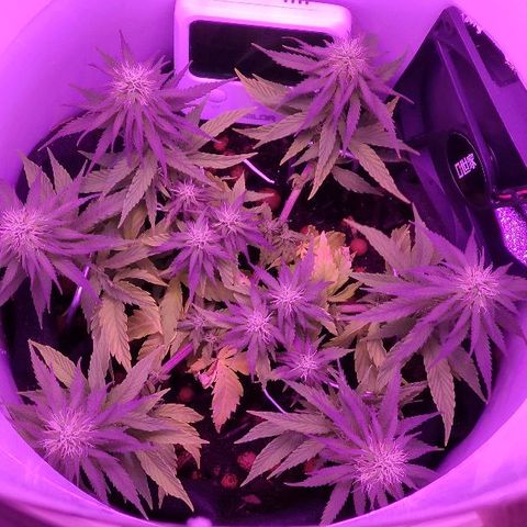 Sabzi growlog timeline photo