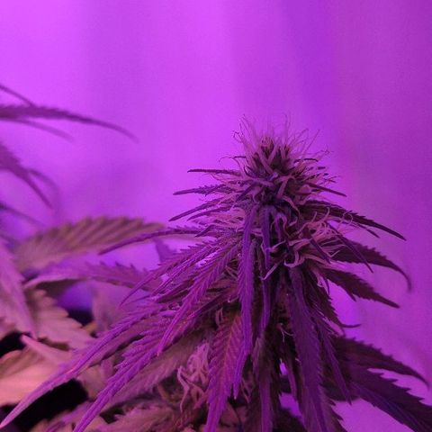 Sabzi growlog timeline photo