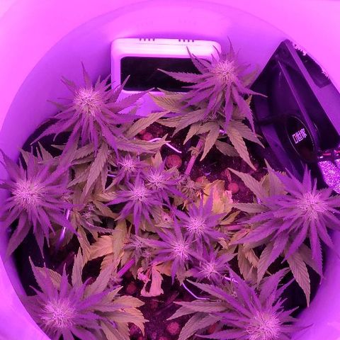 Sabzi growlog timeline photo