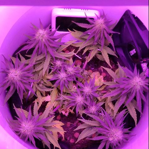 Sabzi growlog timeline photo