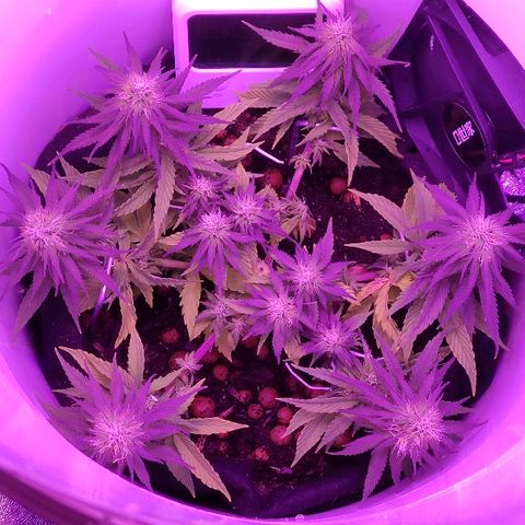 Sabzi growlog timeline photo