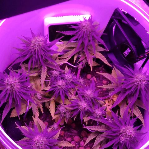 Sabzi growlog timeline photo