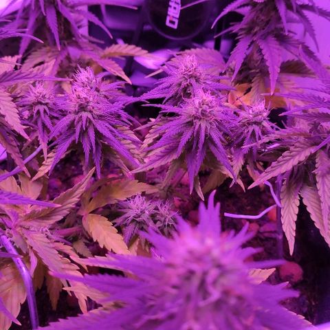 Sabzi growlog timeline photo