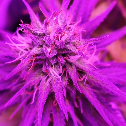Sabzi growlog timeline photo