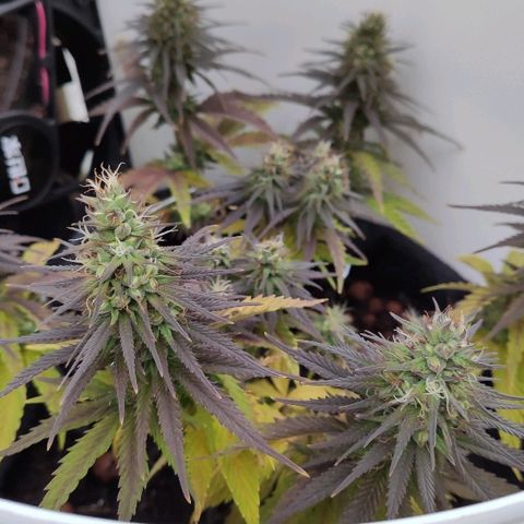 Sabzi growlog timeline photo