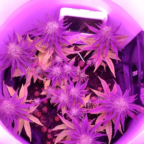 Sabzi growlog timeline photo