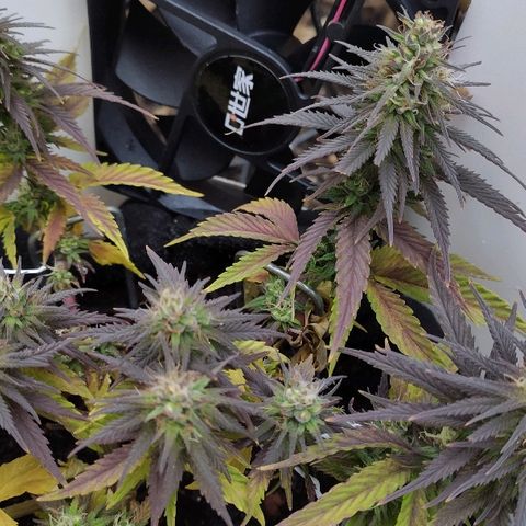 Sabzi growlog timeline photo