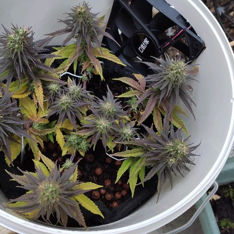 Sabzi growlog timeline photo