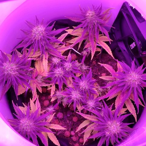 Sabzi growlog timeline photo