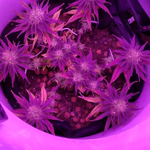 Sabzi growlog timeline photo
