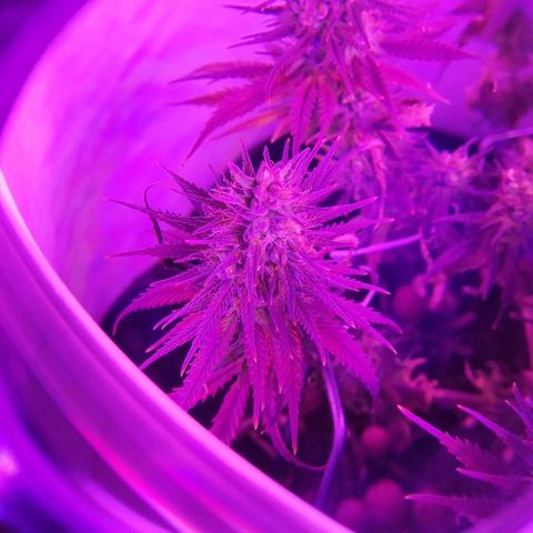 Sabzi growlog timeline photo