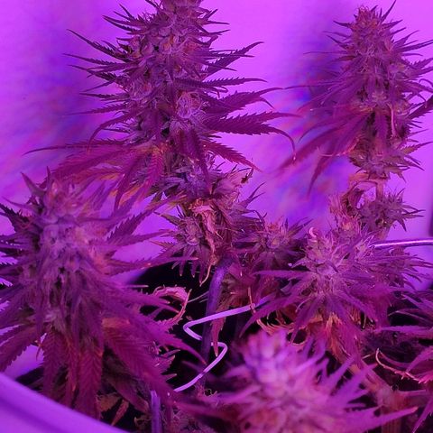 Sabzi growlog timeline photo