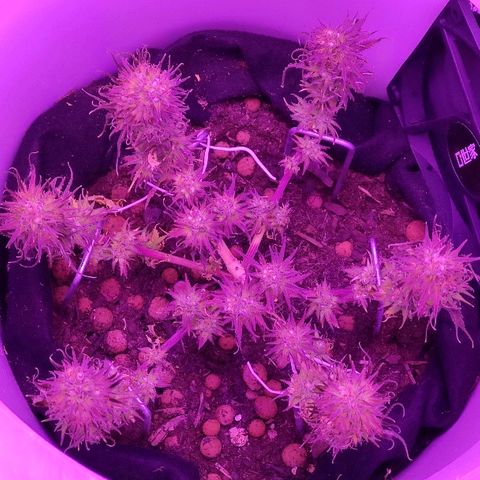 Sabzi growlog timeline photo