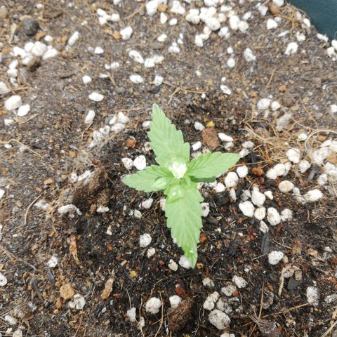 Critical bilbo + critical mass + northern light growlog photo: 7.30 pagi