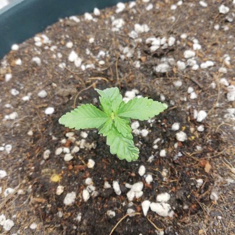 Bubble Gum + blueberry growlog timeline photo