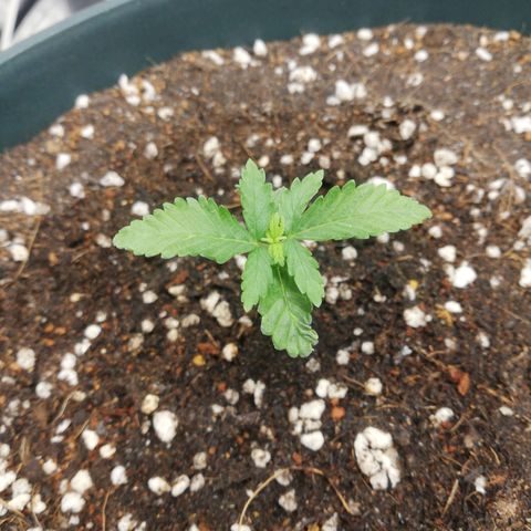 Bubble Gum + blueberry growlog timeline photo