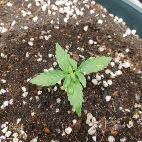 Critical bilbo + critical mass + northern light growlog timeline photo