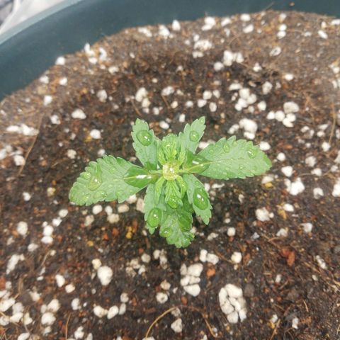 Bubble Gum + blueberry growlog timeline photo