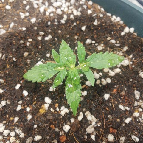 Critical bilbo + critical mass + northern light growlog timeline photo