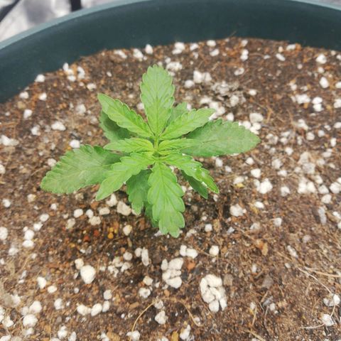 Bubble Gum + blueberry growlog timeline photo