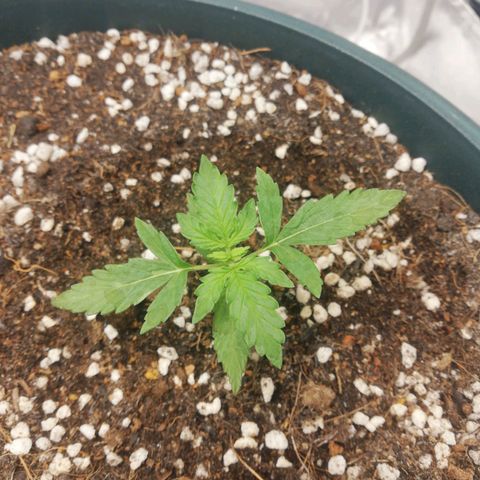 Critical bilbo + critical mass + northern light growlog timeline photo
