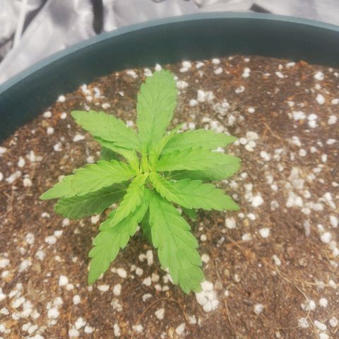Bubble Gum + blueberry growlog timeline photo