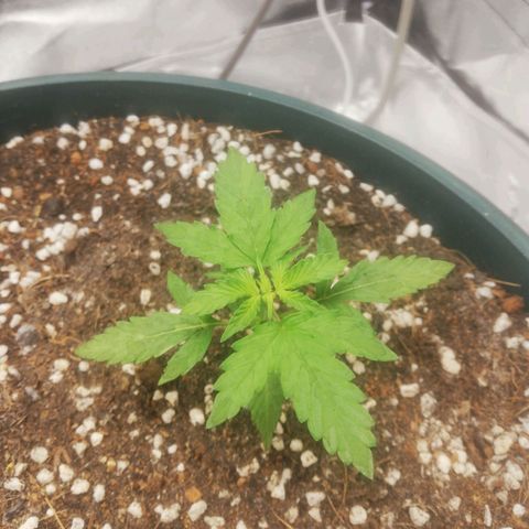 Critical bilbo + critical mass + northern light growlog timeline photo