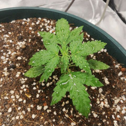 Critical bilbo + critical mass + northern light growlog timeline photo