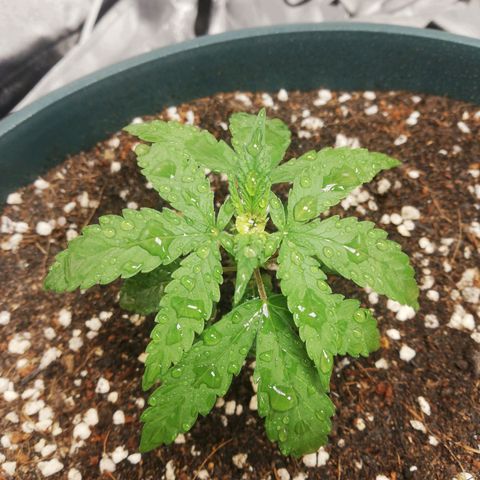 Bubble Gum + blueberry growlog timeline photo