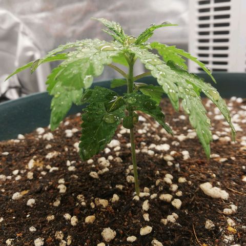 Bubble Gum + blueberry growlog timeline photo